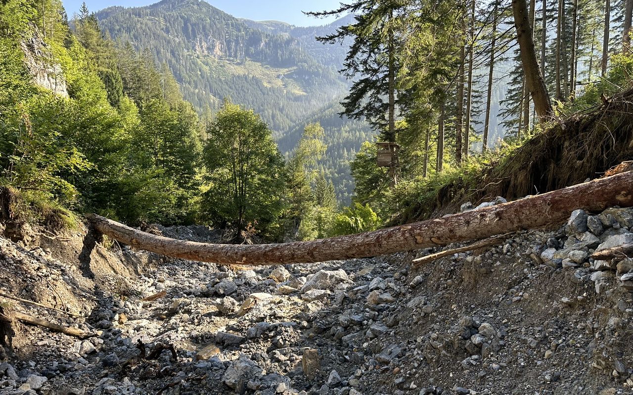 Ein Waldgebiet mit einem umgefallenen Baum über einer felsigen, unebenen Fläche und Bergen im Hintergrund.
