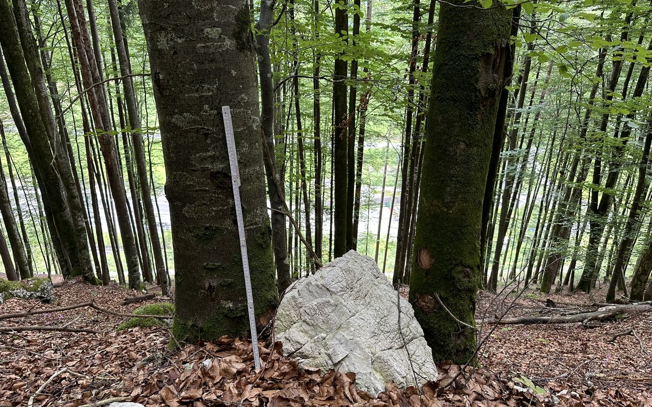 Ein schmaler Waldweg mit Bäumen und einem großen Stein auf dem Laub, im Hintergrund sind grüne Blätter sichtbar.